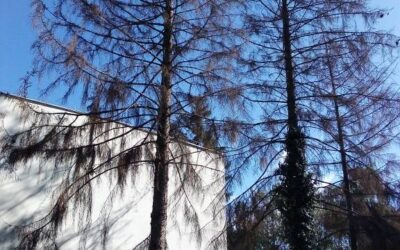 FA KIVÁGÁS A VÁROSHÁZA PARKJÁBAN